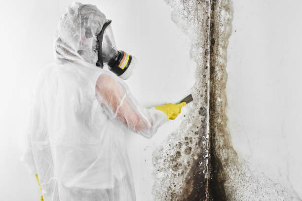 Best Bathroom Mold Remediation in Fairfax, VA