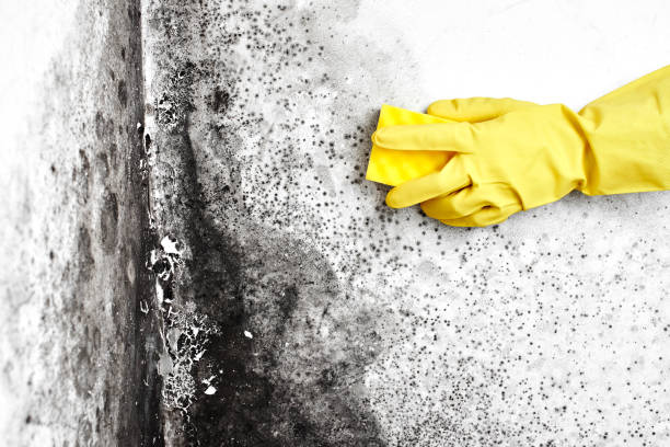Professional Mold Remediation in Fairfax, VA