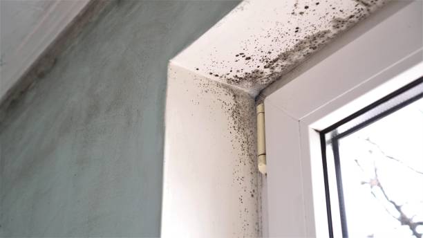 Best White Mold Remediation in Fairfax, VA