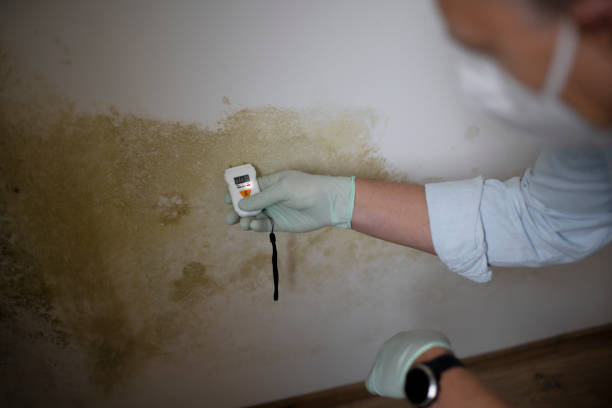 Best Black Mold Remediation in Fairfax, VA