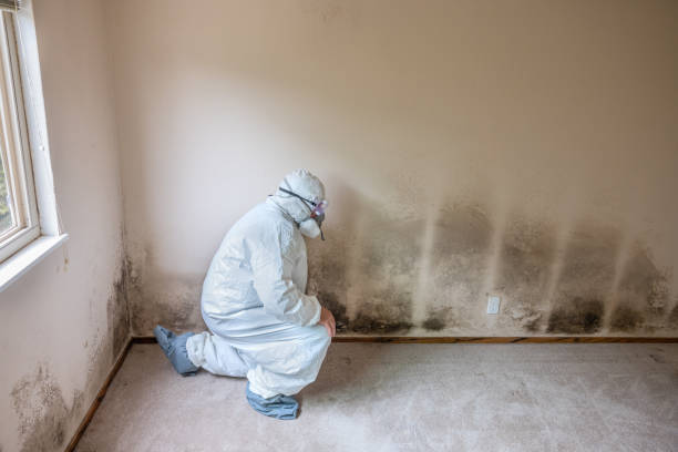 Best Mold Testing and Inspection Services in Fairfax, VA