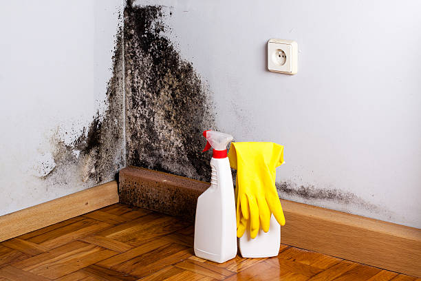 Best Health and Safety Mold Remediation in Fairfax, VA