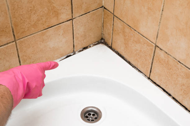Best Mold Testing and Inspection Services in Fairfax, VA